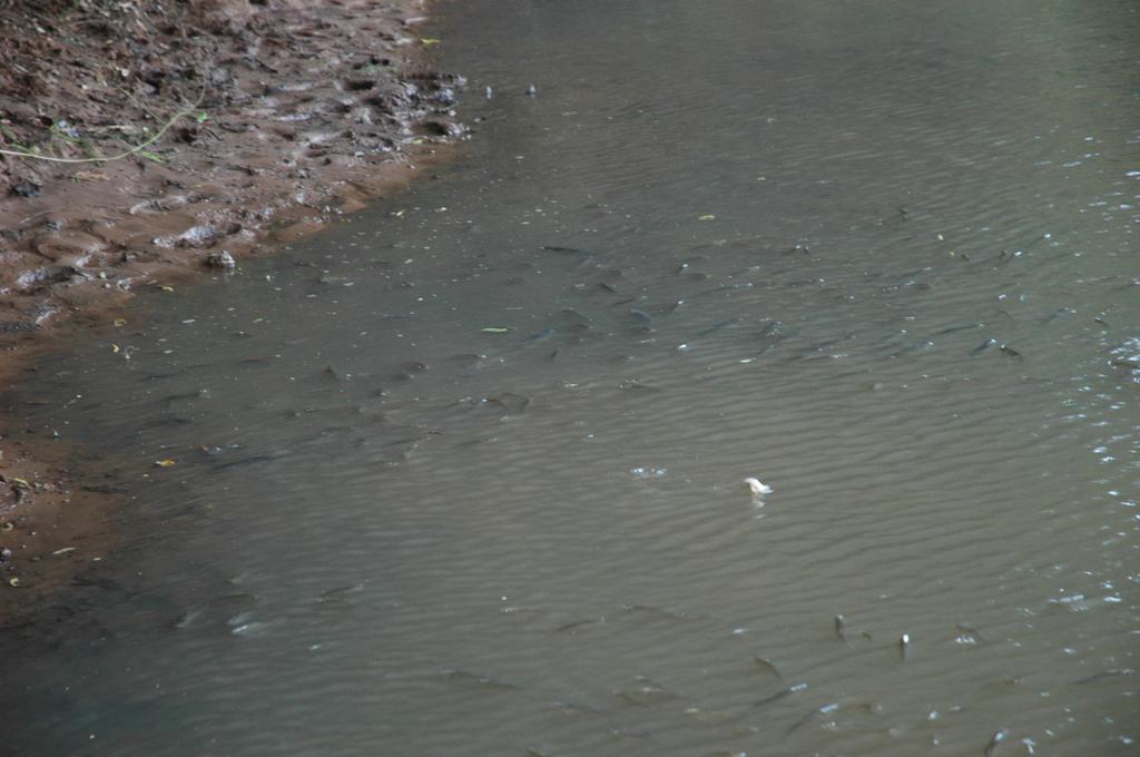 Peixes permanecem na superfície do rio em busca de oxigênio