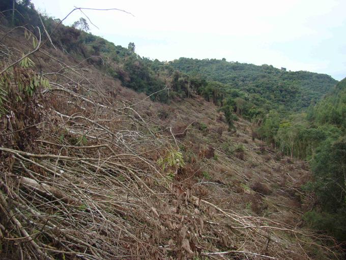 Pelotão Ambiental flagrou desmatamento