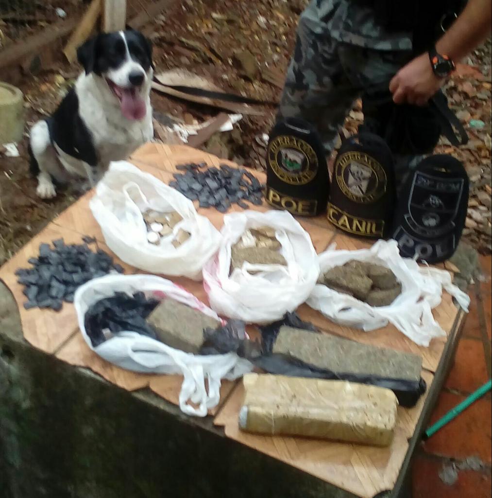 Cães farejadores buscaram drogas nos locais investigados