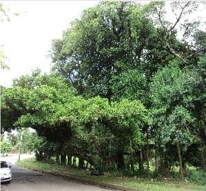 Figueira na av. Engº Ludolfo Bohel, bairro Teresópolis