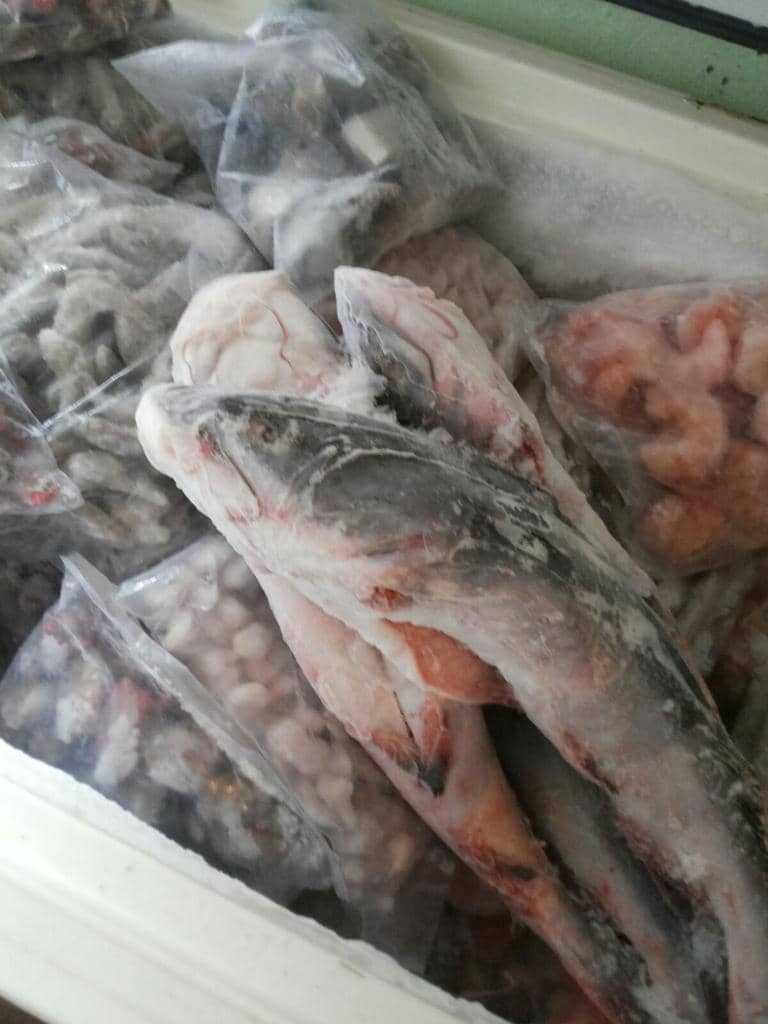 Pesca e venda do bagre é proibida por lei
