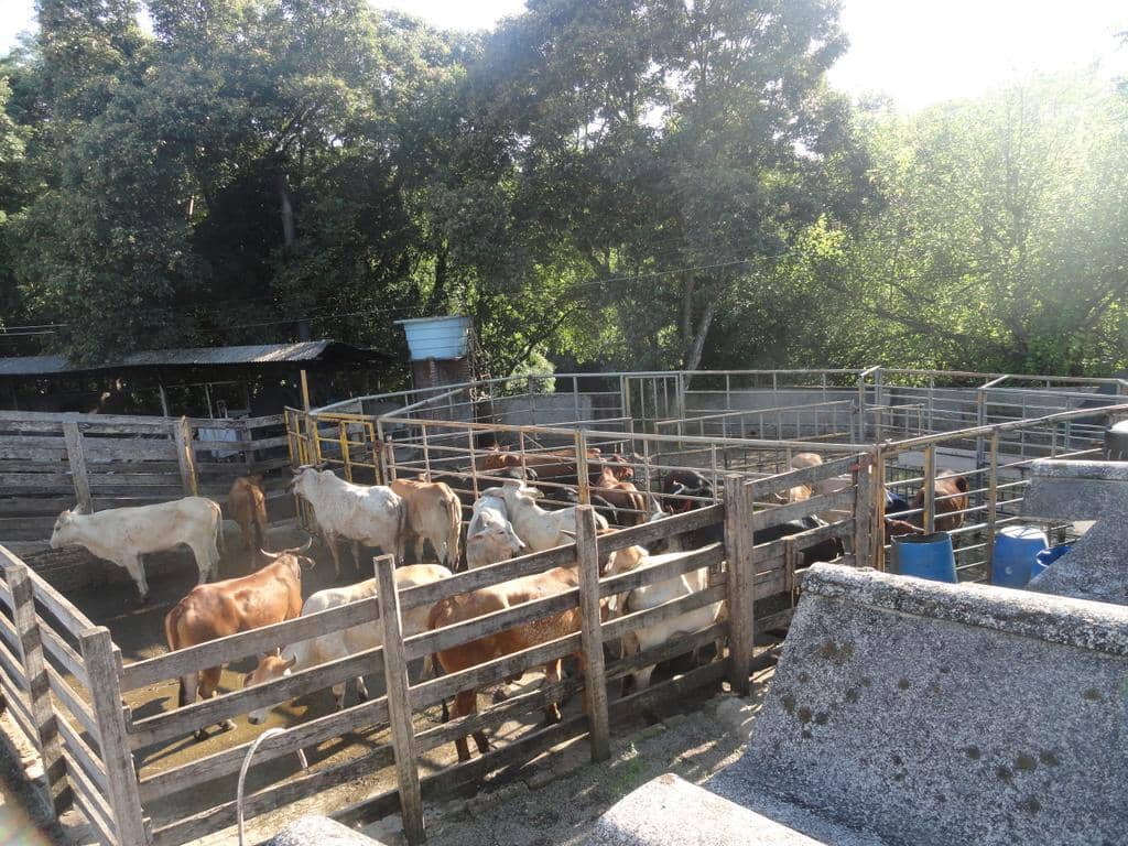 Animais prontos para o abate foram recolhidos