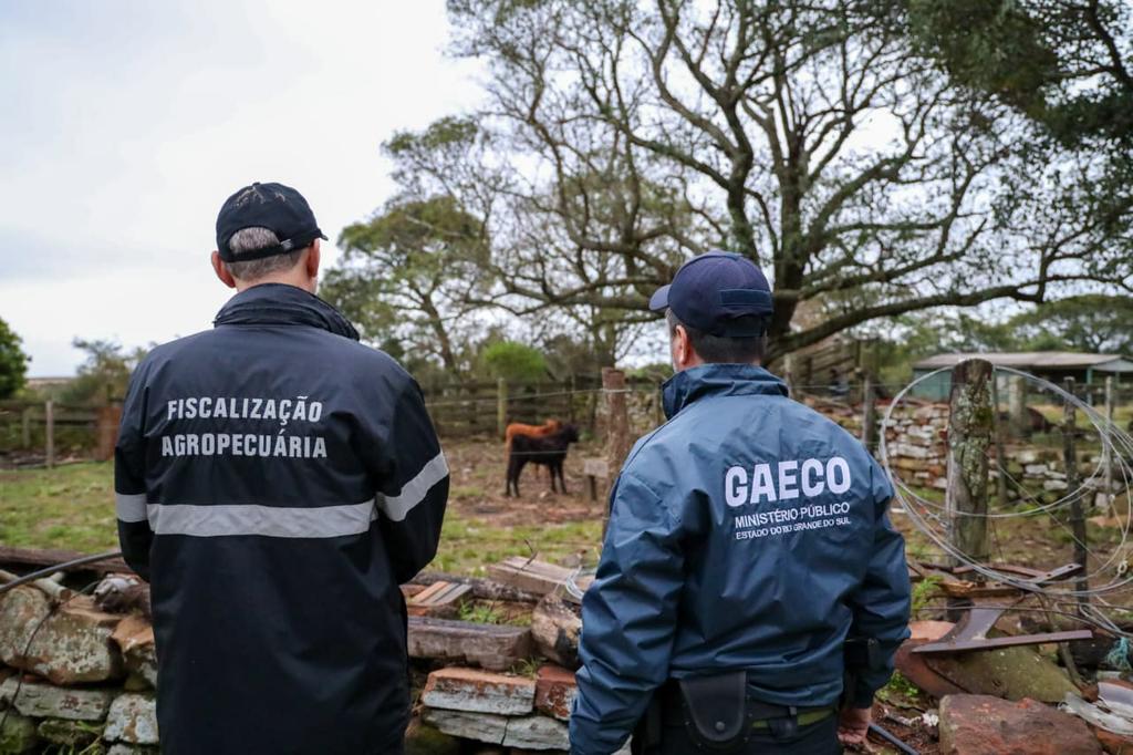 Operação Boi Fantasma: MPRS contabiliza cerca de mil “bovinos de papel” movimentados por organização criminosa na Fronteira Oeste