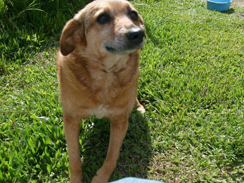 Cão morreu após ser golpeado por lança. Segundo animal chegou a ser socorrido, mas não resistiu