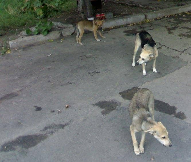 Cães de rua - imagem meramente ilustrativa