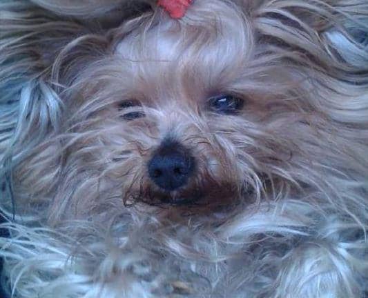 Morte de cão teve grande repercussão