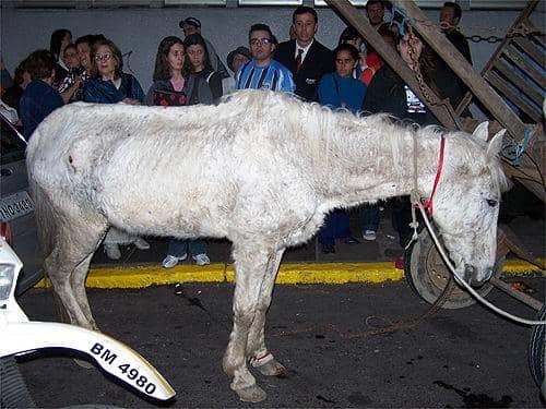 Cavalo ferido foi retirado...