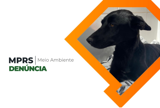 Violência contra animais: MPRS denuncia homem que atropelou intencionalmente dois cães em Encruzilhada do Sul