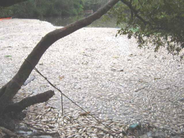 Mortandade de peixes no Sinos