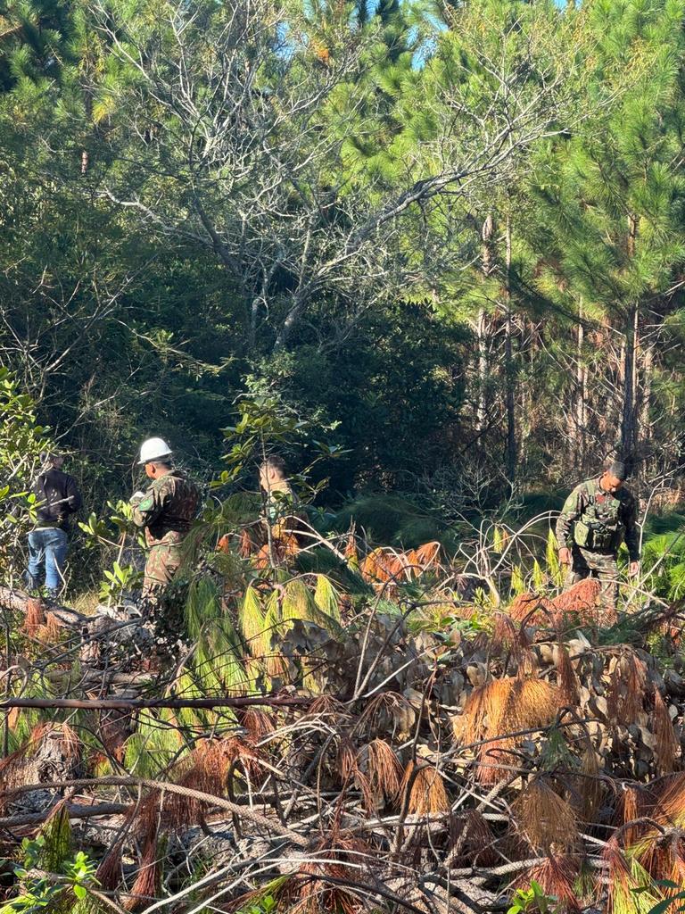 Viamão: MPRS acompanha ação do Estado em parceria com Exército para remoção de pinus no Parque de Itapuã