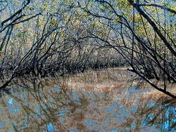 manguezal é exemplo de área de preservação permanente