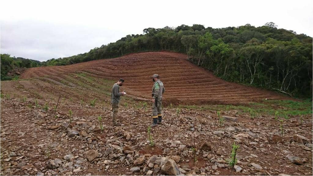 Mais de 335 hectares de desmatamento em 20 municípios gaúchos foram confirmados pela força-tarefa