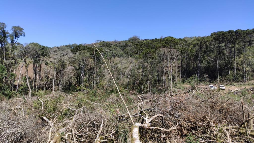 Pelo menos 194 hectares de desmatamento em 20 municípios gaúchos foram confirmados pela força-tarefa