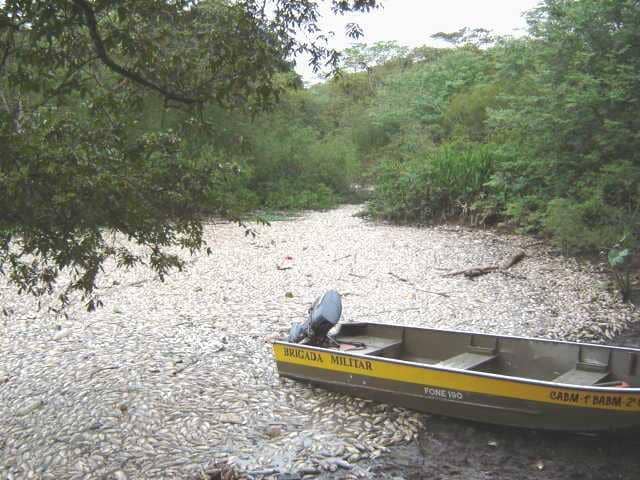 Mortandade de peixes no Rio dos Sinos