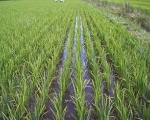 Plantação de arroz