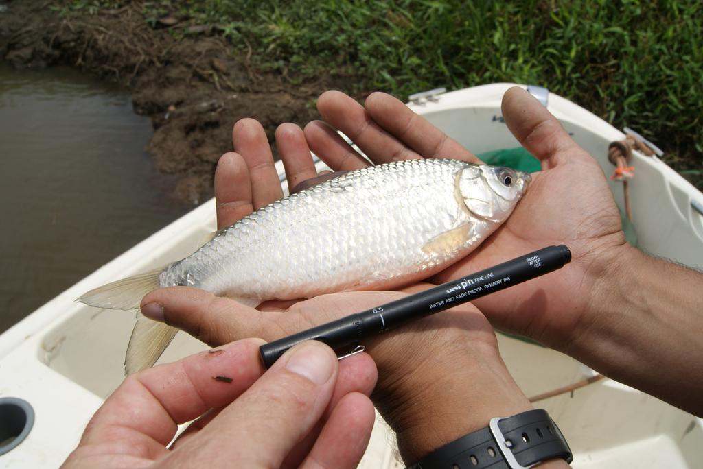 Peixes foram coletados após constatada mortandade de animais no início do mês