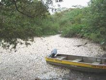 Peixes mortos no rio dos Sinos