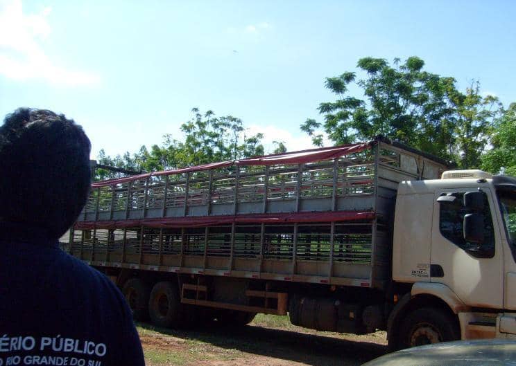 Promotor e servidor do MP acomanharam a busca e retirada dos suínos
