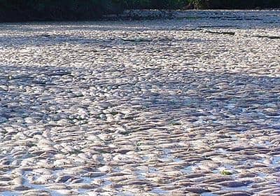 Peixes mortos no rio