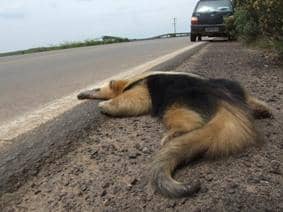Atropelamentos de animais na Rota do Sol