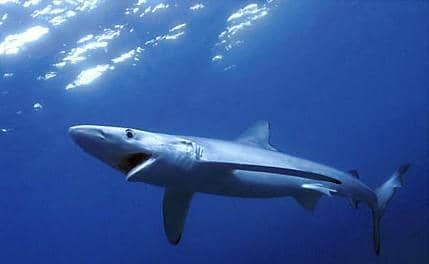 O tubarão-azul é uma das especias com risco de extinção