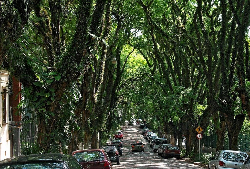Rua Gonçalo de Carvalho possui um dos principais túneis verdes de Porto Alegre